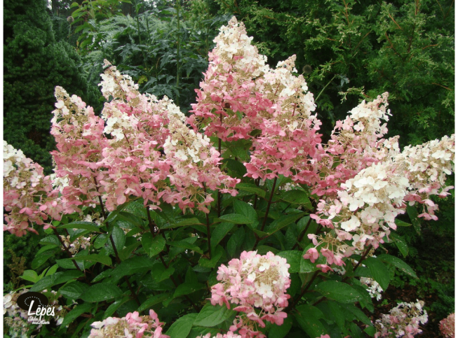 Hydrangea paniculata   'Pinky Winky' = 'Dvppinky'